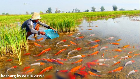 صید ماهی قرمز و ماهی اوراندا از مزرعه برنج و زمین های کشاورزی