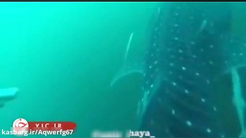 کشف کوسه نهنگ 18 متری توسط یک فرد ایرانی در آب های اطراف شهر کیش