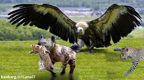 نبرد حیوانات حیات وحش _ نبردهای دیدنی بین عقاب و پلنگ