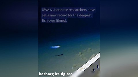 رکورد کشف ماهی در عمیق ترین نقطه اقیانوس های دنیا شکسته شد