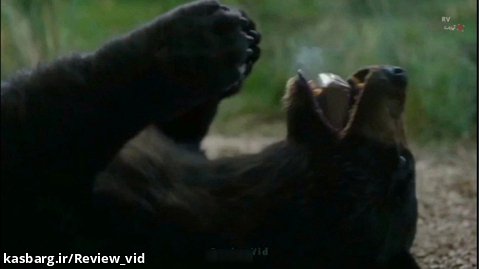 معرفی فیلم "خرس کوکائینی" | داستان واقعی