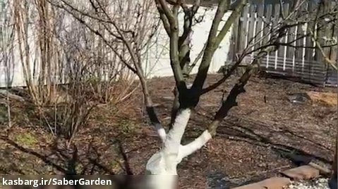 باغبانی با صابر: ادامه پانسمان درخت مبتلا به شانکر