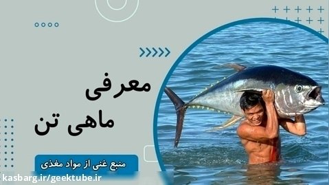 معرفی ماهی تن یا تن ماهی | خواص و قیمت و خرید ماهی تن