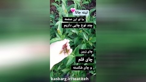 چای تیته چای گیلان خانم شریفی ۰۹۳۳۳۰۲۶۶۷۵
