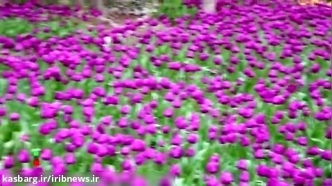 میزبانی باغ ایرانی از شهروندان