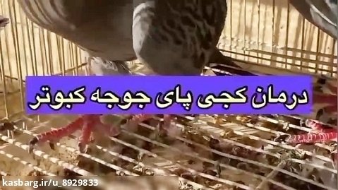 درمان کجی پای  جوجه کبوتر