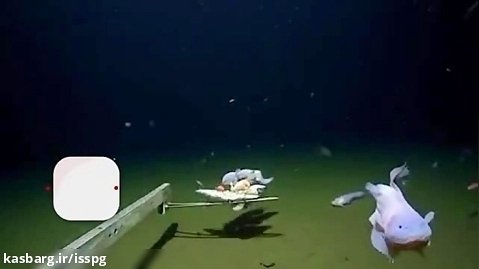 کشف یک ماهی عجیب در عمق ۸۳۳۶ متری اقیانوس آرام   فیلم