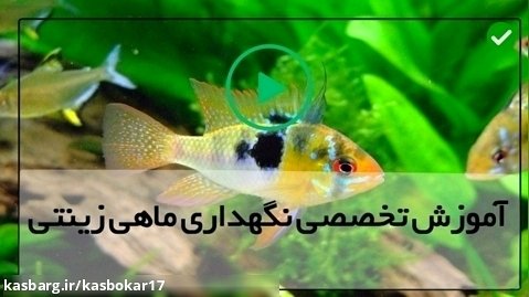 غذای ماهی آکواریوم-آموزش پرورش بیماری های کم توجه شده ی ماهی آب نمک