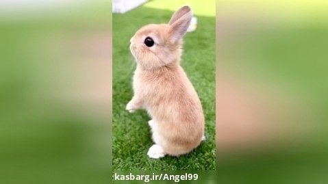 کلیپ کوتاه _ خرگوش