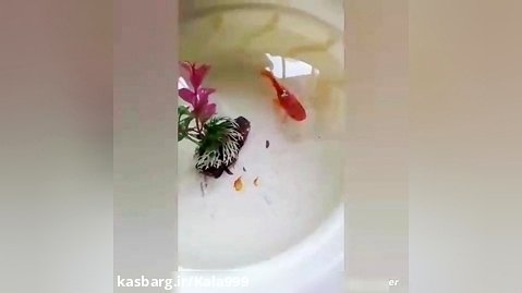 ویدئو از ماهی و مرغ و خروس