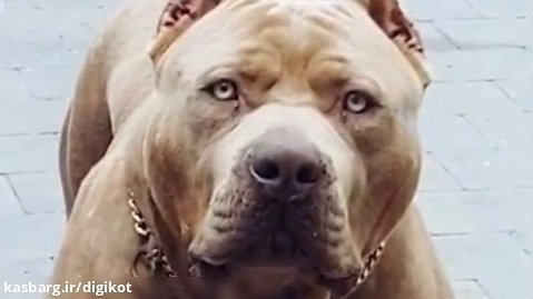 مرگبارترین 10 نژاد سگ دنیا با قدرتمندترین فک