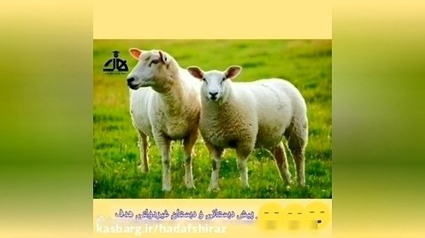 مهرانه واحد کار جانوران اهلی آشنایی با گوسفند