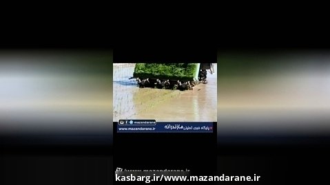 آئین توسعه کشت مکانیزه برنج شهرستان محمودآباد در روستای بولیده