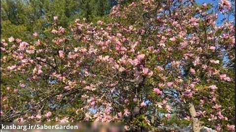 باغبانی با صابر: درختچه زیبا و عطری مگنولیا