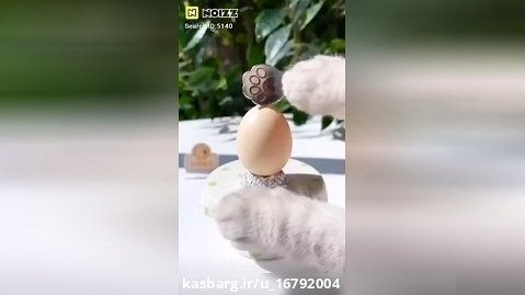 تخم مرغ امید