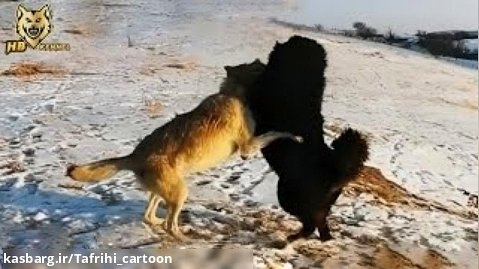 حمله گرگ به سگ چوپان | این نبرد فوق العاده رو از دست ندید!