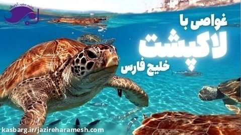 غواصی با لاکپشت خلیج فارس