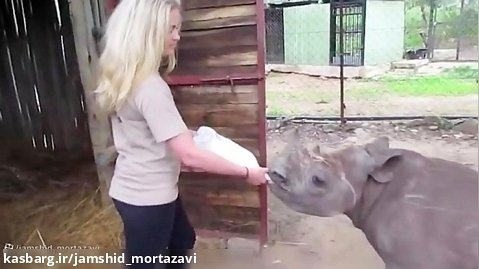Learning How To Feed Ollie The Baby Rhino