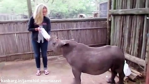 Bottle Feeding A Baby Rhino