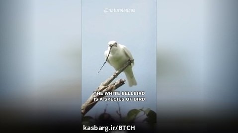 White Bellbird | The Loudest Bird On Earth