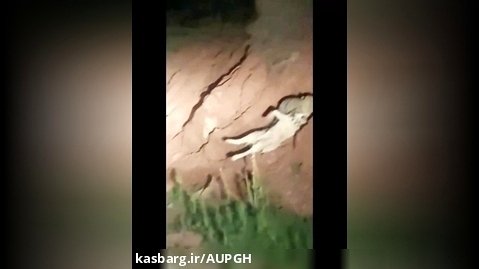 کشتن سگ ولگرد توسط پلنگ ایرانی