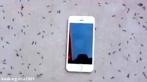 تاثیر امواج موبایل بر مورچه ها