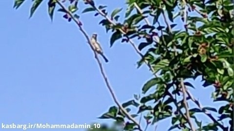 گنجشک گلو زرد( Yellow-throated sparrow)