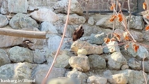 عقاب روی صخره