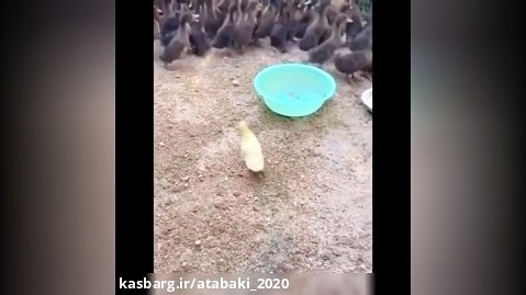 این ویدیو مرغابی ها را باید دید واقعا خنده دار است