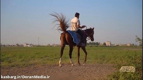 ایران یک خانواده - مربی پرورش اسب