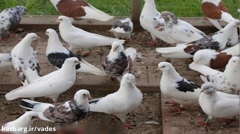 فیلمی بسیار زیبا از از کبوترهای دوستم... اردیبهشت 1401
