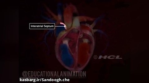 ساختار قلب انسان - دانستنی های پزشکی