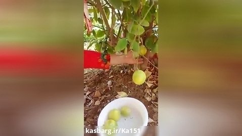 برداشت لیمو ترکیبی  از درخت خانگی سال ۴۰۰