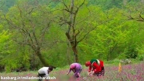 برداشت گل گاوزبان در گیلان زیبا - روستای توریستی آغوزبن کندسر