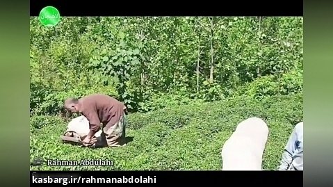 باغ چای( رحمان عبدالهی خبرنگار لاهیجان