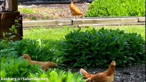 باغبانی با صابر: فواید مرغ داری در باغ و باغچه