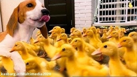 حیوانات بامزه _ ملاقات سگ با 100 جوجه اردک کوچک
