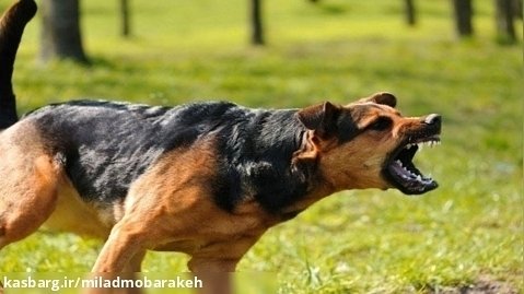 صدای سگ - صدای 10 نوع سگ - صدای سگ شاد، عصبانی و بلند