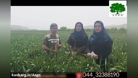 بازدید از نتیجه عملکرد سه بیست پرستیژ و مکس تونیک در مزرعه گندم شهرستان پیرانشهر