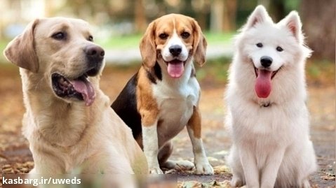9 مهربان ترین نژاد سگ در جهان