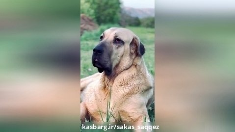 سگ  پژدر قوی ترین سگ ایران