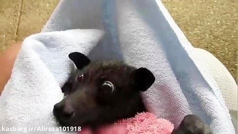 کلیپ موز خوردن یک خفاش از انسان