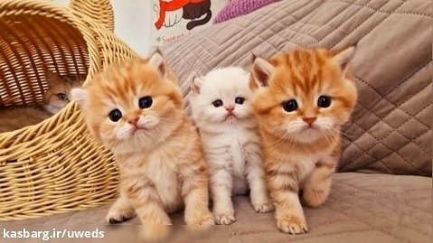 بچه گربه های کیوت - ماه اول بعد از تولد بچه گربه ها