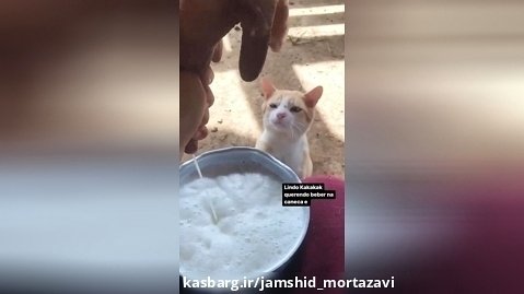 شیر خوردن از پستان گاو توسط بچه گربه!!!