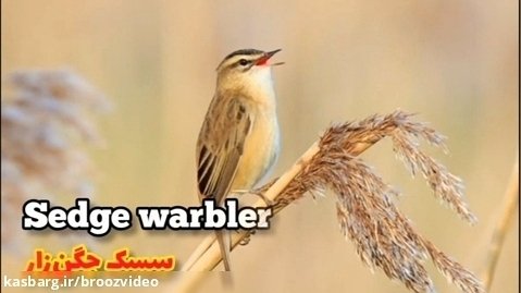 Sedge warbler - سسک جگن زار