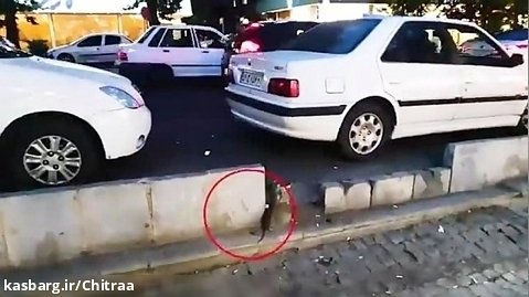 ویدئویی از یک موش بانمک در تهران