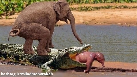 باور نکردنی ... فیل برای دفاع از بچه از تمساح انتقام می گیرد