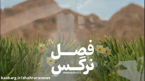 فصل نرگس؛ روایت جذاب گل ها از حاشیه کویر تا بازار گل مشهد