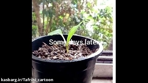 درخت زنجبیل را در خانه پرورش دهید - کاشت زنجبیل