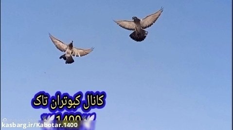 پرواز کبوتر تهرانی تازه جلد ( پارت دوم)